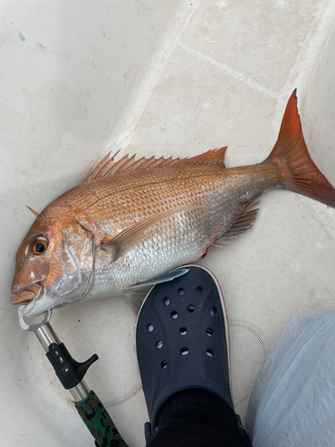 マダイの釣果