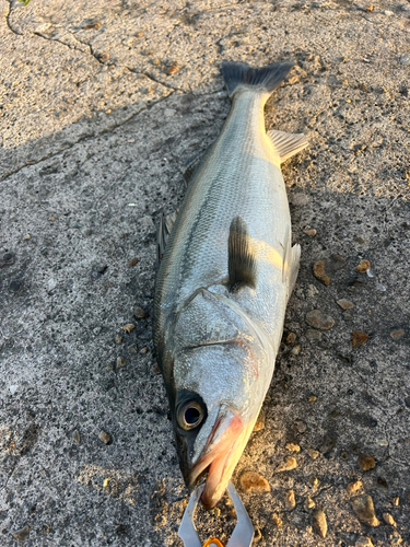 スズキの釣果