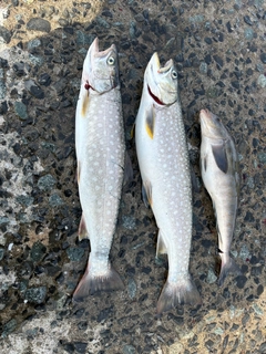 アメマスの釣果