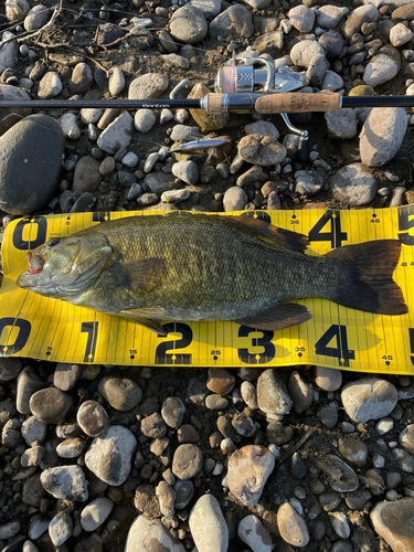 スモールマウスバスの釣果