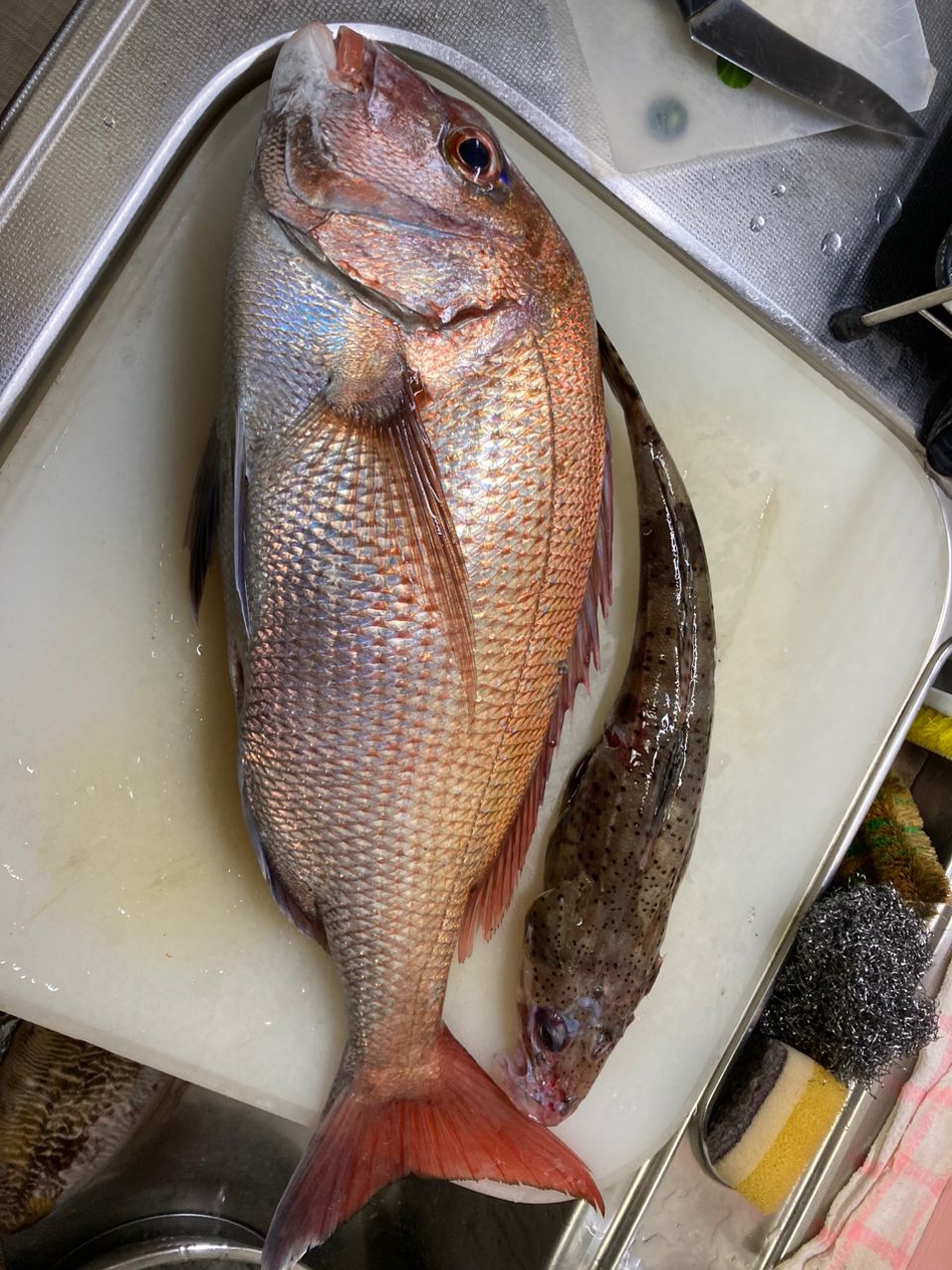 まちゃちゃかさんの釣果 1枚目の画像