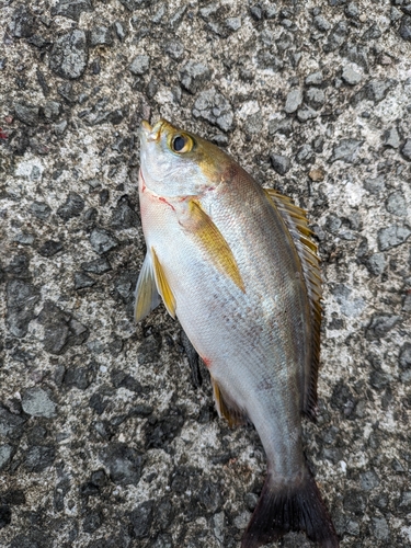 イサキの釣果