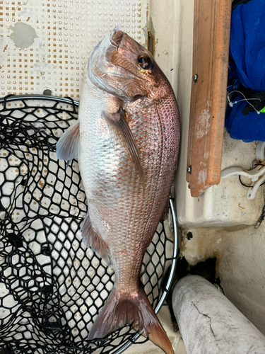 マダイの釣果