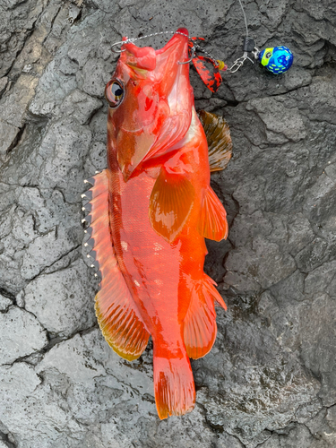 アカハタの釣果