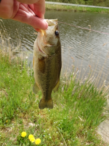 ラージマウスバスの釣果