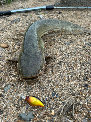 マナマズの釣果