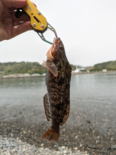 アイナメの釣果