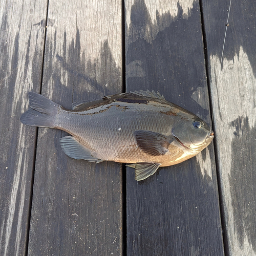 メジナの釣果