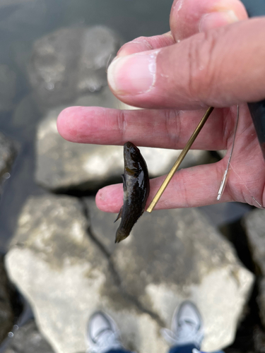 シモフリシマハゼの釣果