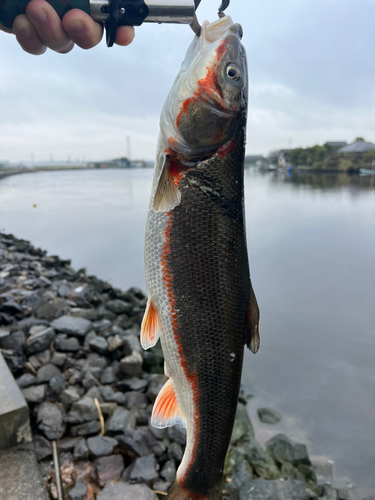 マルタウグイの釣果