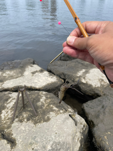 テナガエビの釣果