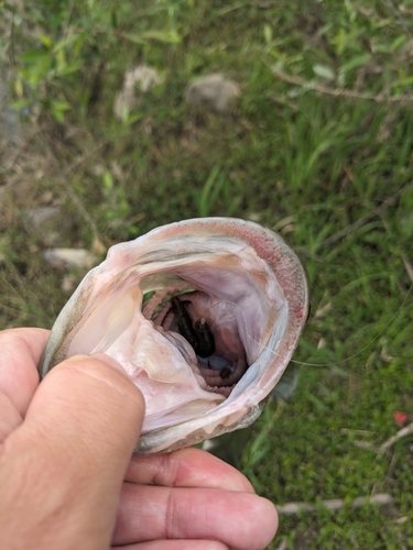 ラージマウスバスの釣果