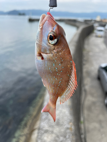 チダイの釣果