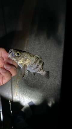 メバルの釣果