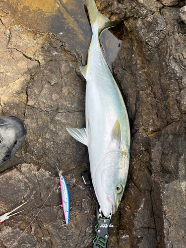 メジロの釣果