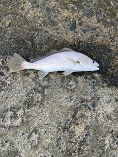 イシモチの釣果