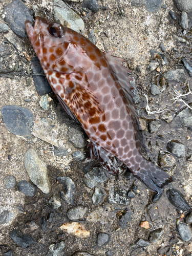 オオモンハタの釣果