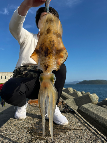 アオリイカの釣果