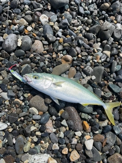 ワカシの釣果