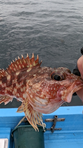 カサゴの釣果