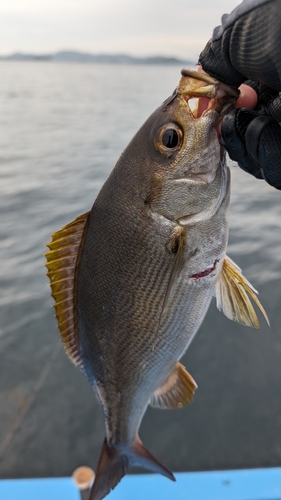 イサキの釣果