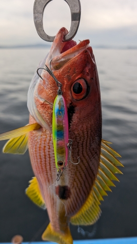 ヨコスジフエダイの釣果