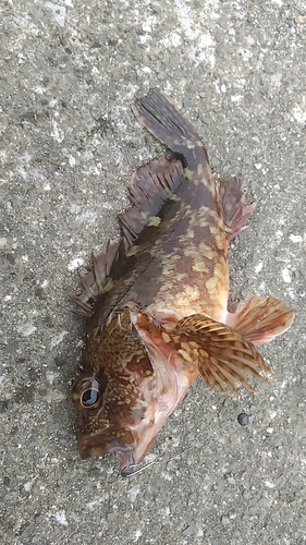 カサゴの釣果