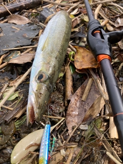 カマスの釣果