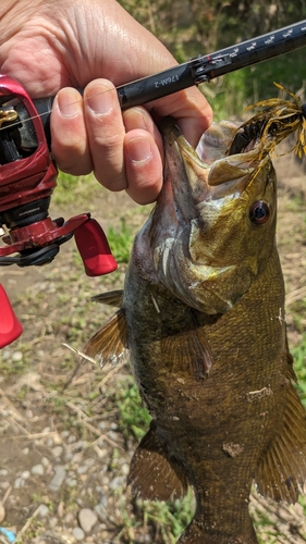 スモールマウスバスの釣果