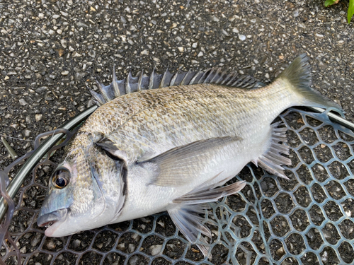 ミナミクロダイの釣果