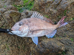 タイの釣果