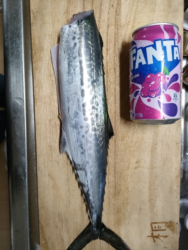 サゴシの釣果