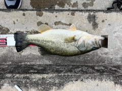 ブラックバスの釣果