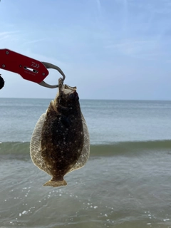 ソゲの釣果