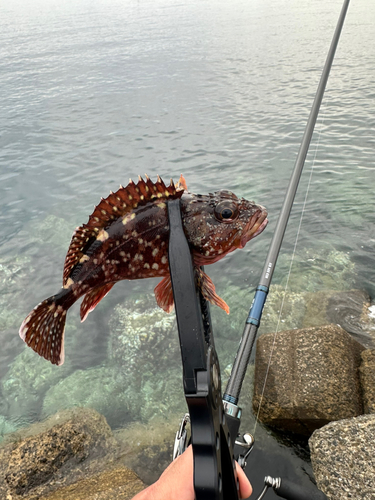 アラカブの釣果