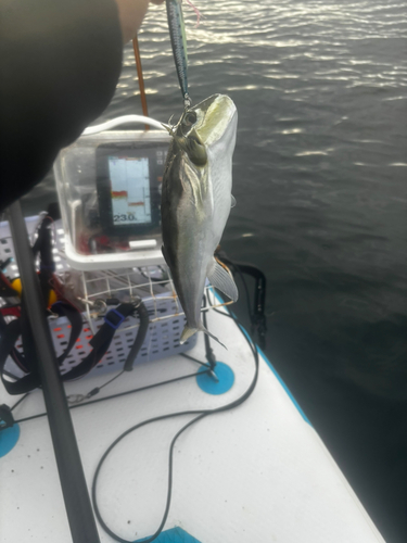 シロサバフグの釣果