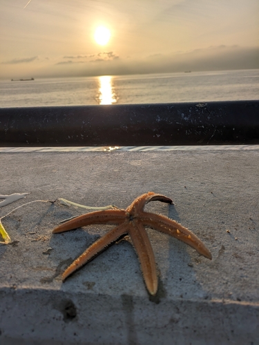 金沢水際線緑地（福浦岸壁）