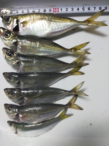 アジの釣果