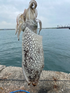 コウイカの釣果