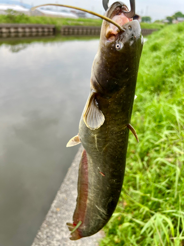 ナマズの釣果