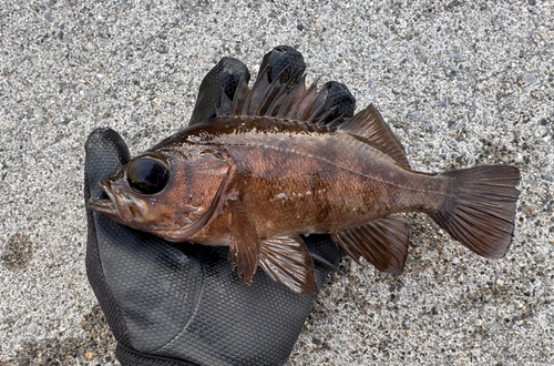 メバルの釣果