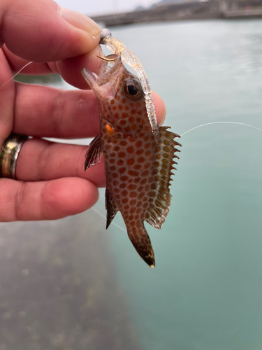 オオモンハタの釣果