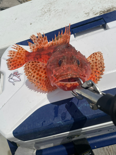 オニカサゴの釣果