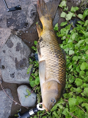 コイの釣果