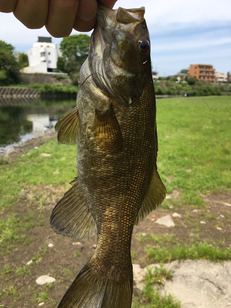 スモールマウスバス