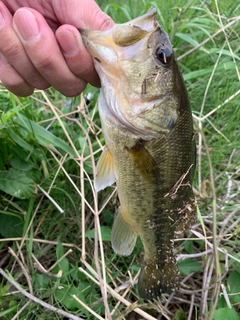 ラージマウスバスの釣果