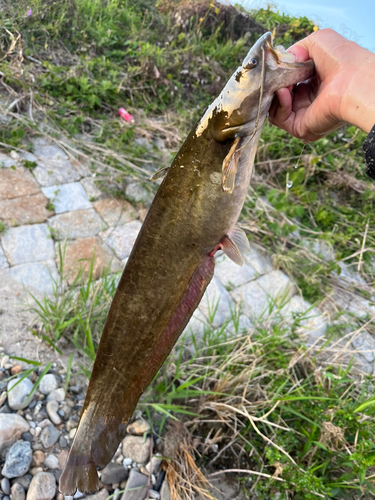 ナマズの釣果