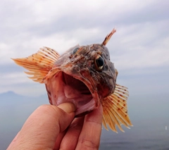 アラカブの釣果