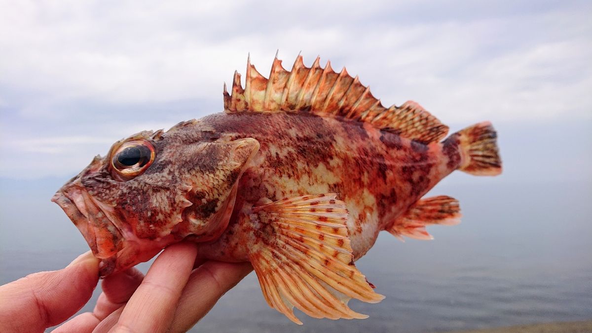 ヒラメ。ママさんの釣果 2枚目の画像