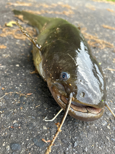 ナマズの釣果